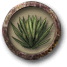Fișier:Agave.png